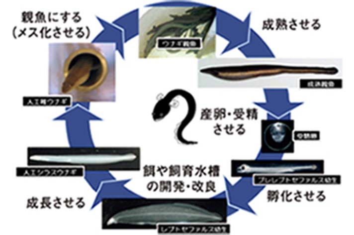 完全養殖の研究