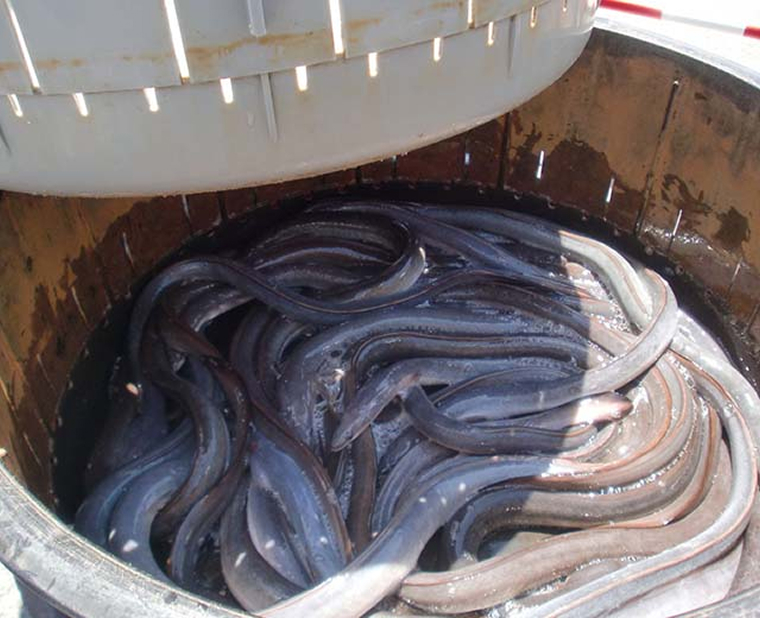 食文化保護・普及活動